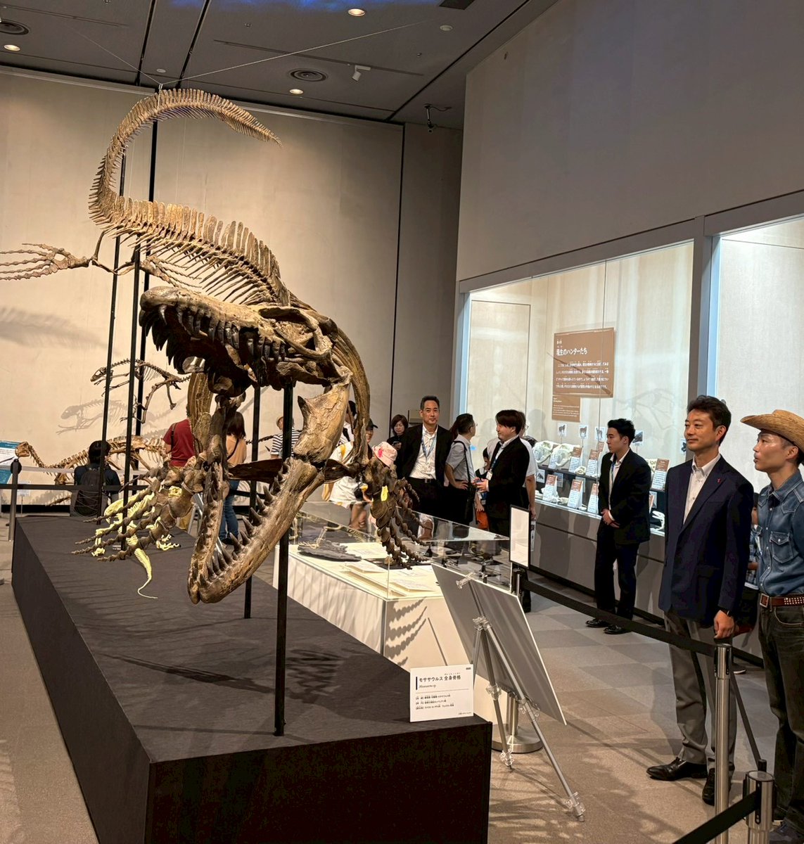 kumagai_chiba's tweet photo. 県立中央博物館でスタートした特別展「ちば恐竜博 〜驚異の捕食者たち〜」のオープニング式典に出席。
太古に生息した肉食恐竜や巨大な海生爬虫類、現在も生息するライオンなど、多種多様な「捕食者・ハンター」たちが時代を超えて一堂に集結。
その興味深い生態と驚異的な「パワー・スピード・技・生命力」の秘密に迫ります。

エントランスホールでは肉食恐竜のケラトサウルスのハンティングシーンを再現した全身骨格が皆様を出迎え、展示室では骨格から読み解ける肉食恐竜の特徴や、現在の鳥へと繋がる進化の歴史を紹介します。

また、銚子市で発見された化石を通して、中央博物館の研究によって明らかになった、恐竜が生息していた時代の千葉の海の生態系についても取り上げます。

そのほか、巨大な海生爬虫類であるモササウルスの国内唯一の全身骨格標本や、脳腫瘍が見つかったゴルゴサウルス、さらにライオン・ワニ・コモドドラゴンといった、今も生息するハンターたちも紹介しており､迫力ある展示をお楽しみいただけます｡

今日のオープニングイベントでは、恐竜解説で人気のサイエンスコミュニケーター：恐竜くんによるクイズイベントなどで会場が盛り上がりました。
期間中には恐竜くんによるトークショーやブロックでモササウルスをつくるワークショップなど、様々なイベントが開催予定です。

また、化石や恐竜のレプリカに触れる体験や缶バッジづくり、絵本読み聞かせなど、お子様と一緒に楽しめるプログラムも多数ご用意��ています。　
詳しくは中央博物館のホームページをご確認ください。

��の夏はぜひ県立中央博物館を訪れていただき、地球誕生以来、様々な時代のハンターたちを通して、生命の進化のダイナミズムを体感してみてはいかがでしょうか。夏の思い出づくりに皆様の千葉県への来訪を心からお待ちしています。