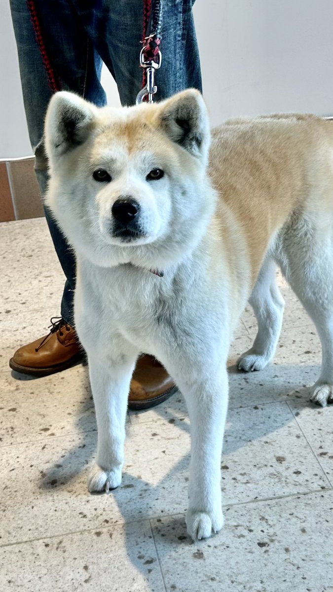 odate_akitainu's tweet photo. 【 おともだち紹介/秋田犬 】
蘭ちゃん Ran 7歳 ・宮城県
まだ来てけれなぁ〜🐕
#秋田犬の里 #Akitadogvisitorcenter #Akita #akitadogs #Odate #愛犬自慢 #忠犬ハチ公 #ふるさと #大館市 #あきたいぬ #秋田犬 https://t.co/JkN1LF1LIf