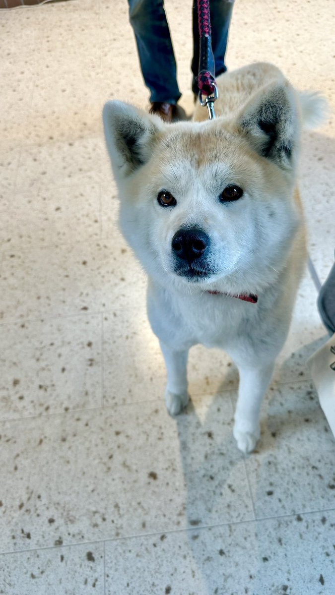 odate_akitainu's tweet photo. 【 おともだち紹介/秋田犬 】
蘭ちゃん Ran 7歳 ・宮城県
まだ来てけれなぁ〜🐕
#秋田犬の里 #Akitadogvisitorcenter #Akita #akitadogs #Odate #愛犬自慢 #忠犬ハチ公 #ふるさと #大館市 #あきたいぬ #秋田犬 https://t.co/JkN1LF1LIf