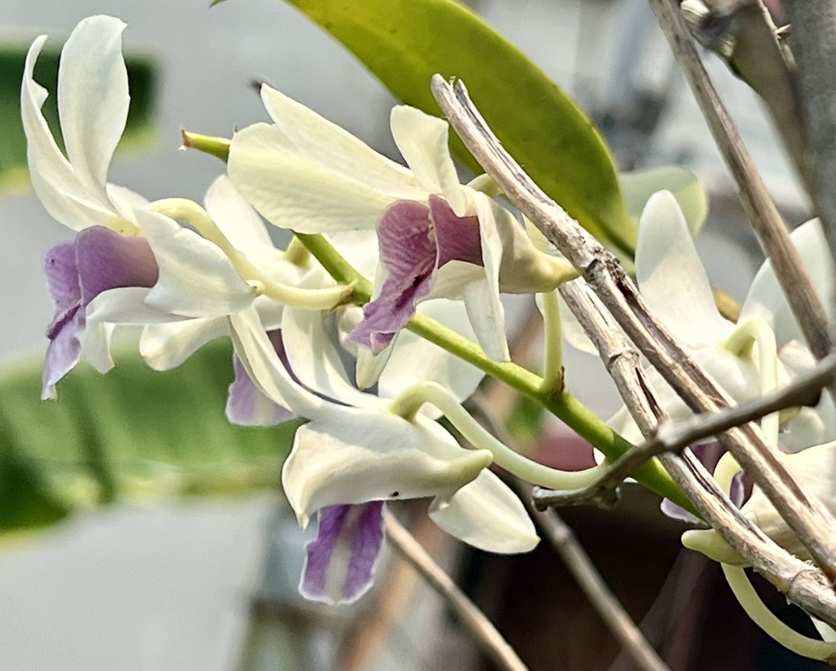 idrrajdeep's tweet photo. Monsoon blooms at my balcony https://t.co/26DdGmPlKE