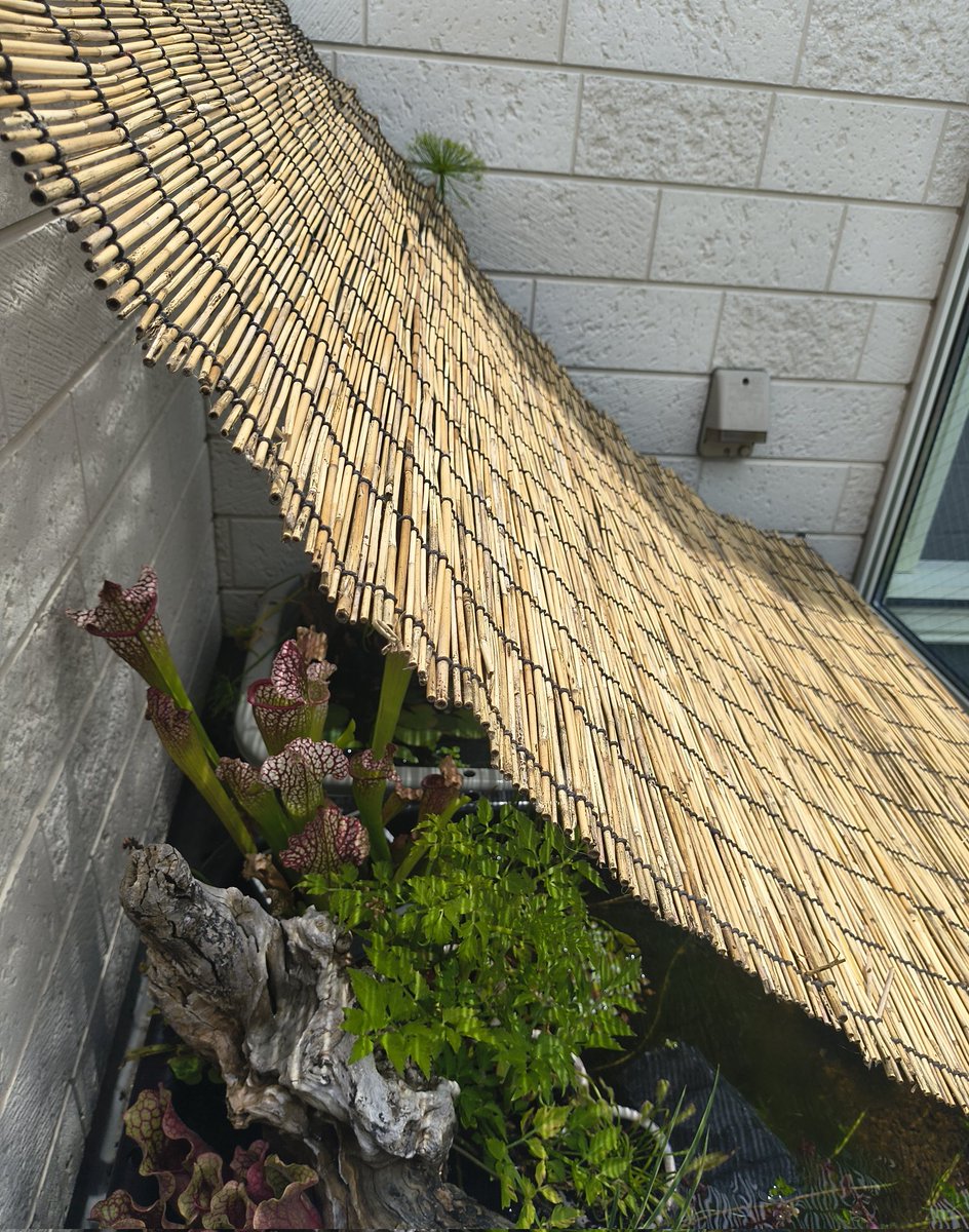 shotslipdive's tweet photo. メダカの卵が孵化する季節
針子は環境の悪化には強いけど、環境の変化には弱いらしい
人間の若者と同じだなあと思った
よし！葦簀（シェルター）で守ろう https://t.co/7c9DRrRUDr