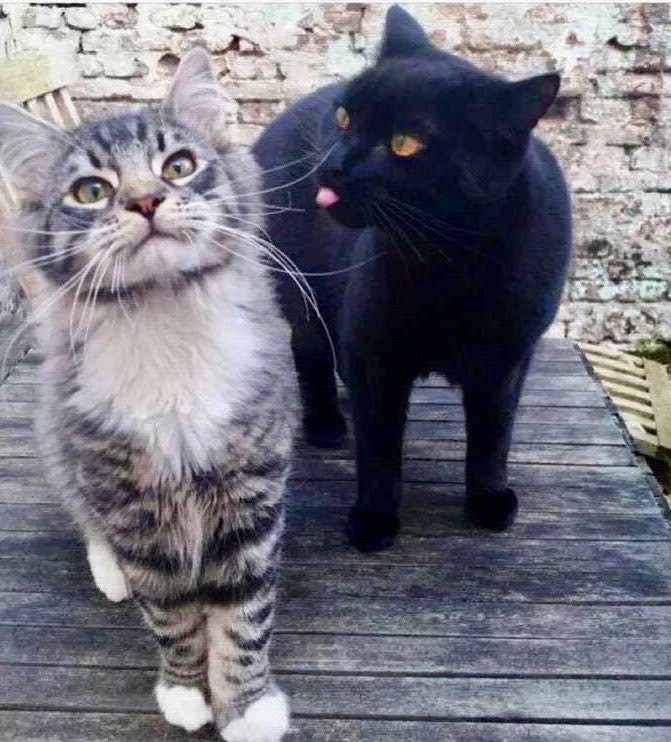 blackscats's tweet photo. 😛 https://t.co/lLhYSzqoe8