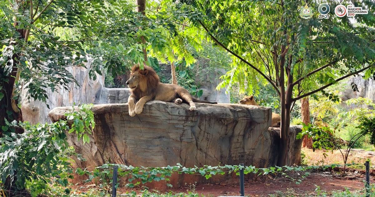 korat_zoo_th's tweet photo. พี่นายักษ์ บนบัลลังก์ของเขา 🦁
สิงโตสุดหล่อประจำสวนสัตว์โคราช

สวนสัตว์เปิด​ให้บริการ​ทุกวัน
เวลา​ 08.00​-17.00​ น.
สอบถาม​ โทร.​083-3720404
#koratzoo #สวนสัตว์โคราช #สวนสัตว์นครราชสีมา #สิงโต https://t.co/fCqORy4Jeu