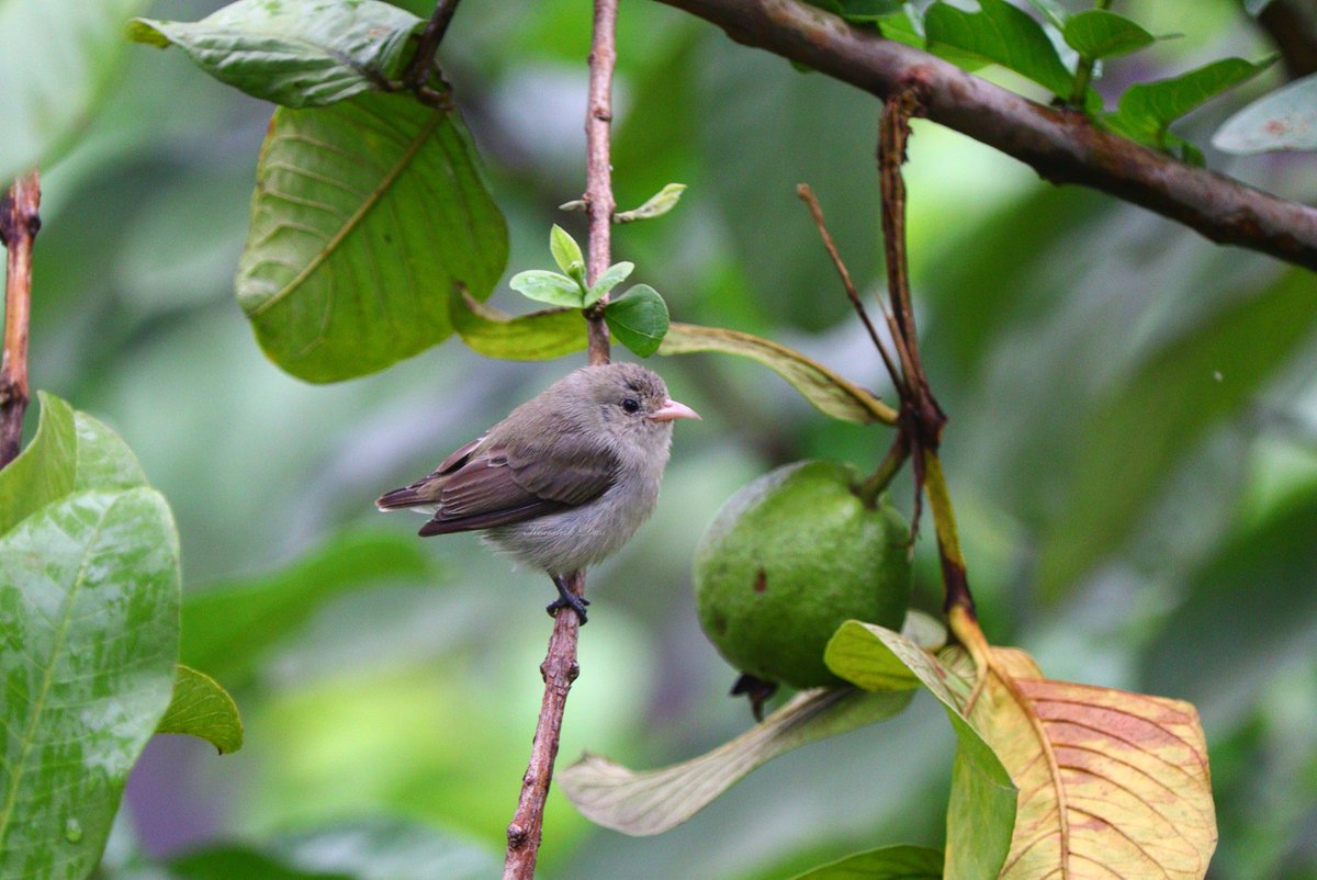 koushikdas47's tweet photo. The monsoon guest in my yard. The smallest bird of India, the Pale billed flowerpacker #IndiAves #Birdwatching #Photography https://t.co/s1AhizJQhy