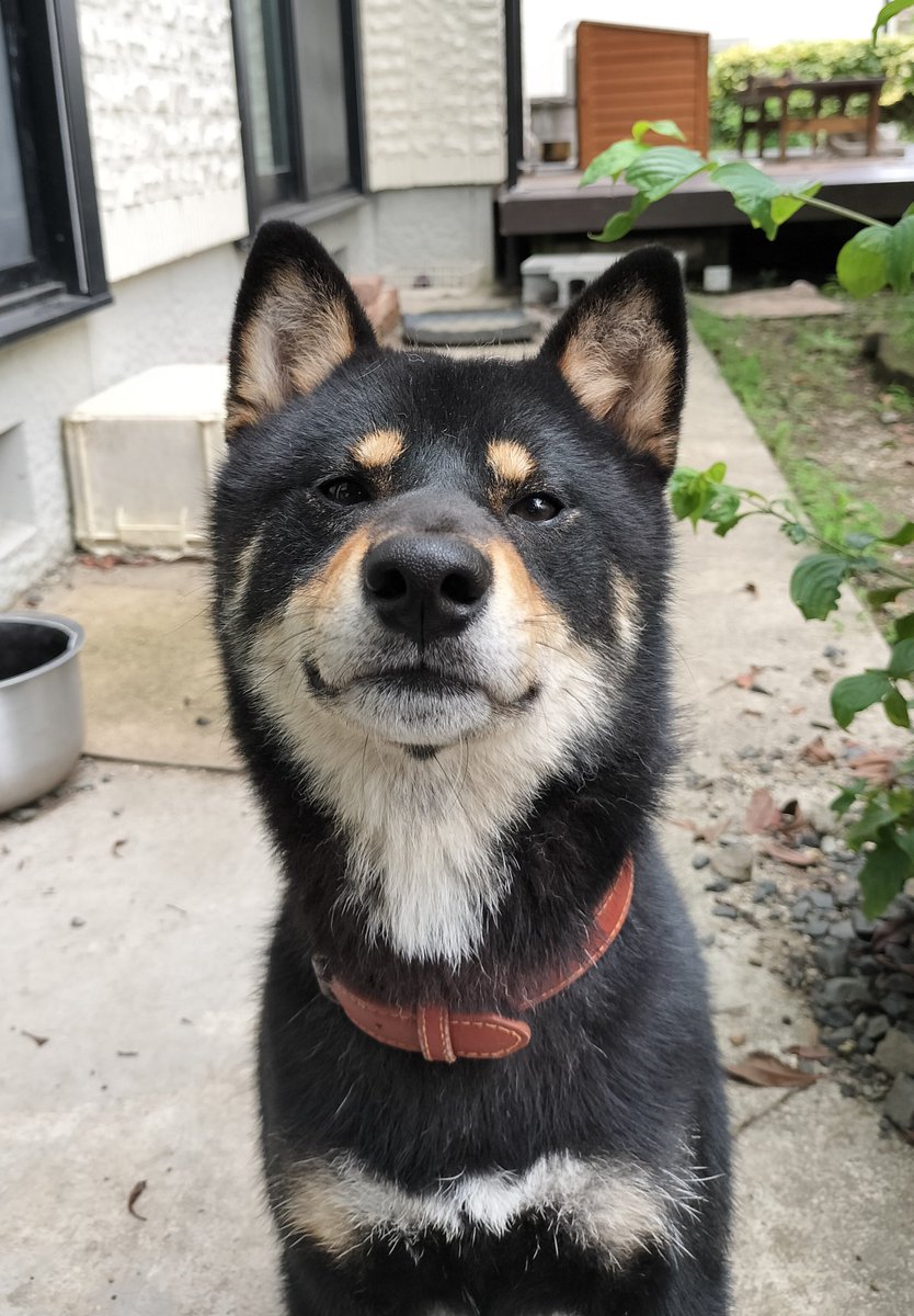KAGETORA_dog's tweet photo. 何故かあくびの後は必ずドヤ顔を見せてくれる https://t.co/djzMwhT2WA