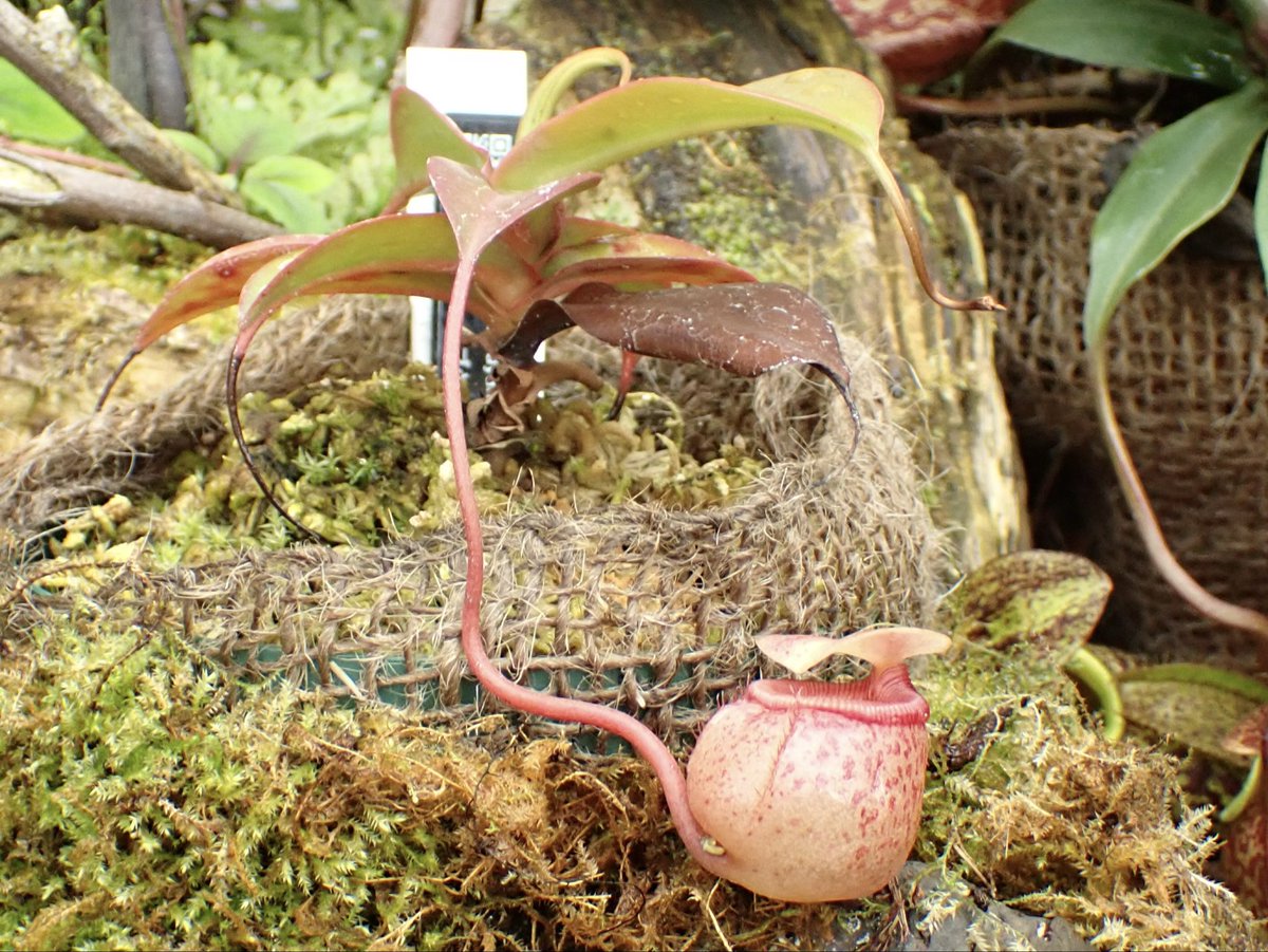 Junko_Squirrel's tweet photo. 食虫植物たちに会いに行った https://t.co/IHjdiW5eFc