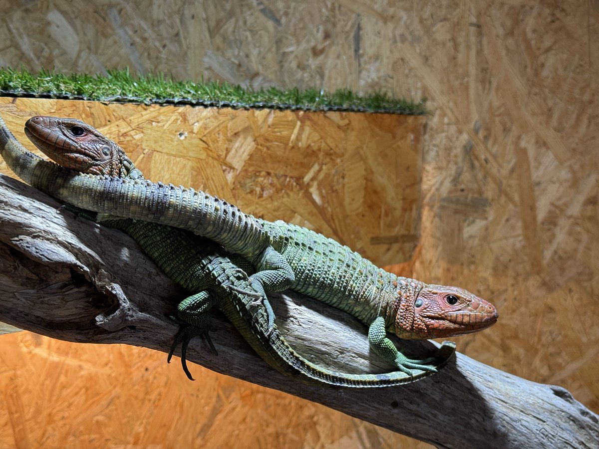 ZeroReptiles00's tweet photo. 気に入ってくれて良かった😊

#ギアナカイマントカゲ　#ZeroReptiles https://t.co/f2naV8tFkZ