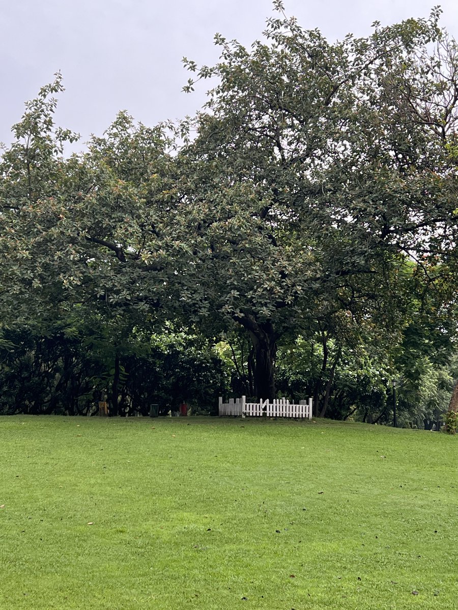 Fire_and_Move's tweet photo. Monsoon mornings ❤️💜 https://t.co/uUdQpRQox7