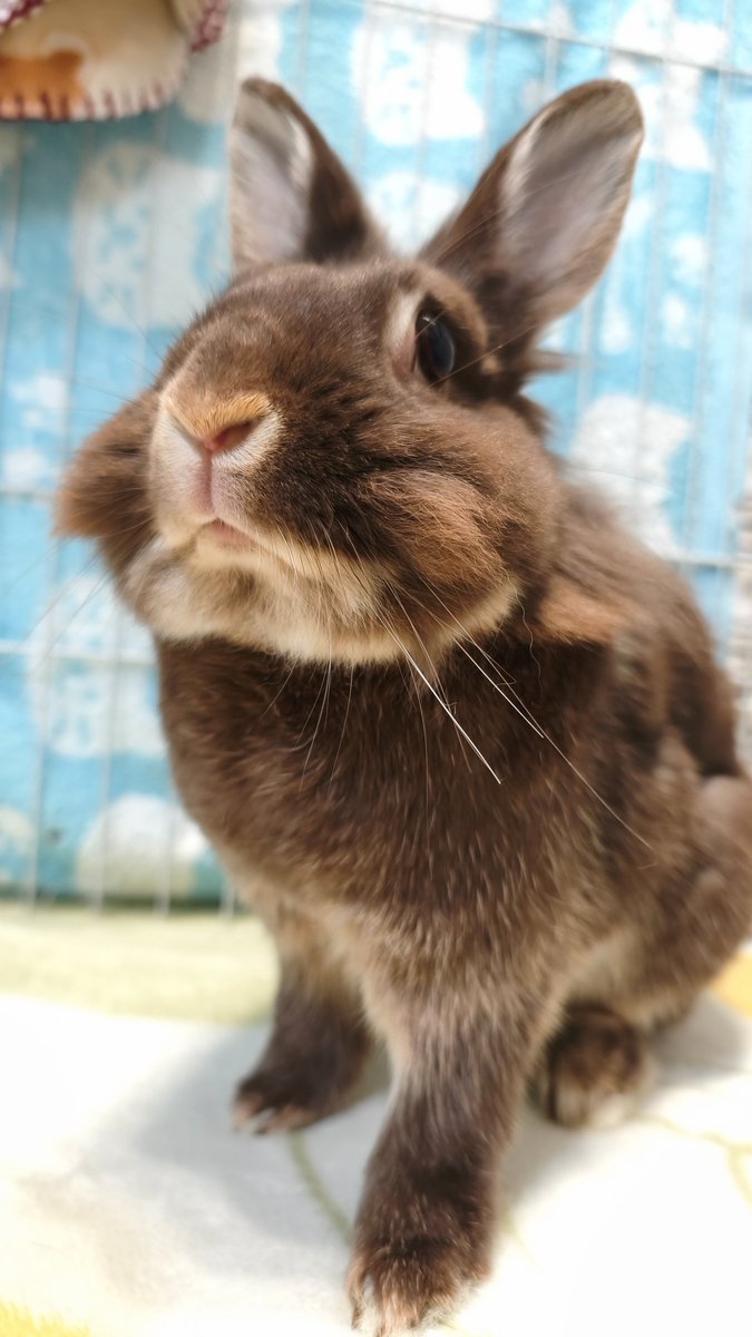 twimaa's tweet photo. こんふがし🐇ｷﾘｯ✨ https://t.co/xZUautJJaP