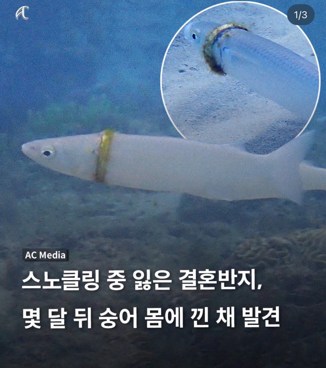 zzab_e's tweet photo. 아ㅆ
글로딥바 바다에서 놀다가 결혼반지 잃어버렸는데 어느날 딥바이트가 수영하다가 이 숭어 발견하면어떡함
🦈:뭐야 내놔 https://t.co/9mF7ZDLgSf