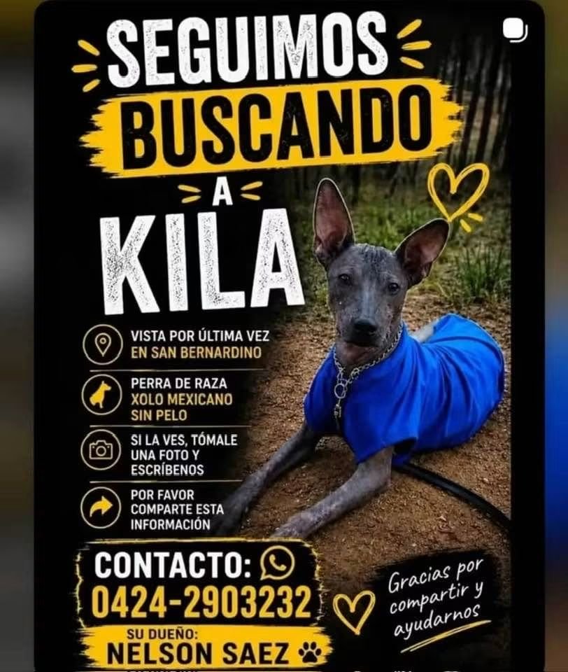 PerroUsuario's tweet photo. Se busca en San Bernardino y alrededores. Caracas https://t.co/TxJzH9iKK2