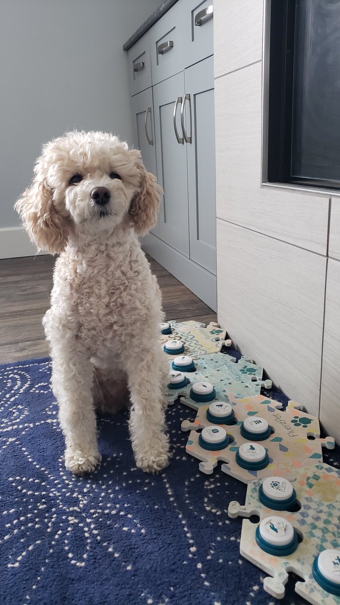 SylviaUbell's tweet photo. Always had bigger dogs for years and our chocolate Lab was a great family dog.

But more food in = more 💩 out and wanting a smaller dog for travel, I went to the minipoodle which I'd never have thought I would years ago.

I'm amazed at their intelligence - my Kiya communicated by talking on buttons - and their empathy and intuitiveness. Add in their athleticism and trainability plus zero shedding.

Unfortunately Kiya passed away last November but we still have Ginny the Ginger.