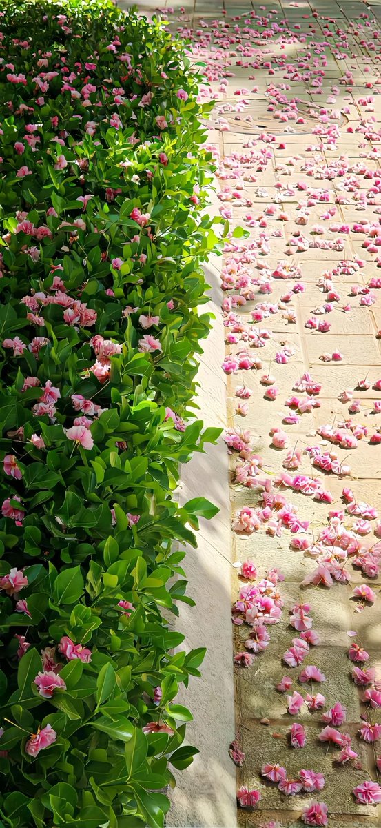 greenvibe's tweet photo. Even falling flowers have their own beauty https://t.co/sQZBkG8K5k