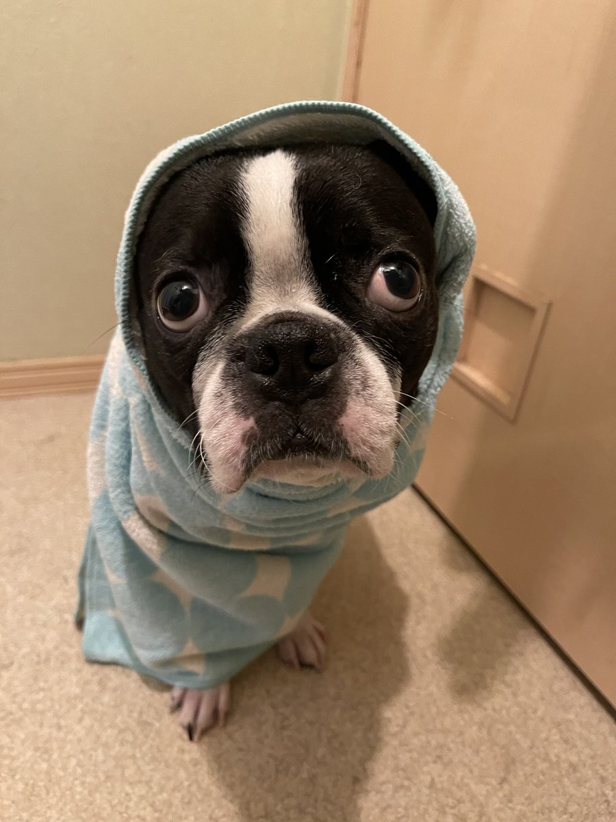 kotakotakota904's tweet photo. からの〜、のっと巻き

お手手ちょこんとバージョン🫳🤭

#ボストンテリア
#bostonterrier 
#のっと巻き https://t.co/aG64IqWXVE