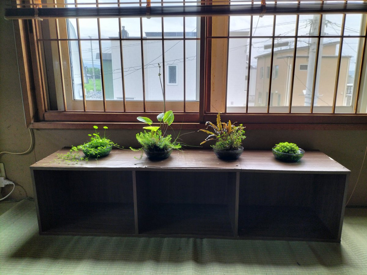 Ryo_skycruiser's tweet photo. 侘び草🌱 https://t.co/x8wlM4i800