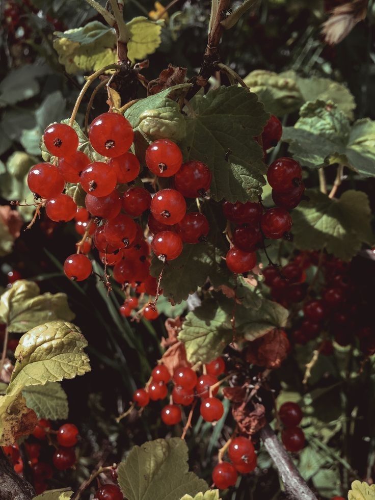 greenvibe's tweet photo. Summer in a single berry https://t.co/MxYdB3TCrl