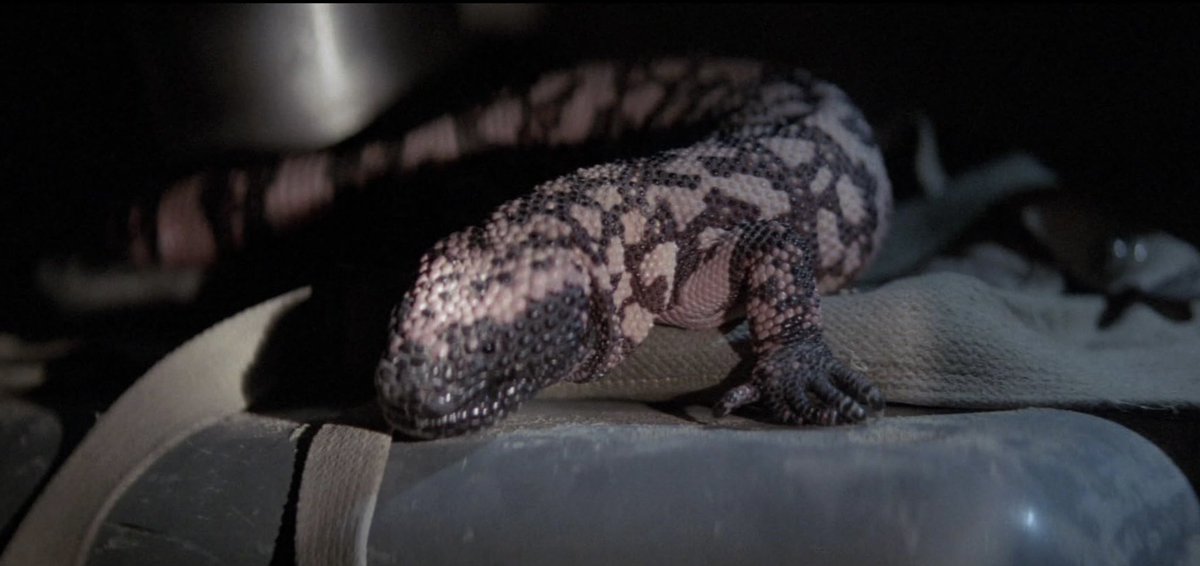 analgesicsleep's tweet photo. Of course, the true stars of “My Science Project” (1985) are these creatures acquired by varying vaguely scientific means
#FridayNightFlix #MyScienceProject #scifi #80smovies https://t.co/fnrkm6EBUC