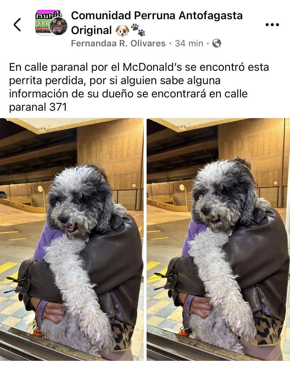 zig1758's tweet photo. 🆘🆘🆘🆘🆘🆘🆘🆘🆘🆘🆘🆘🆘#Antofagasta 🐾🐾🐕 https://t.co/4CFcL3gdYr