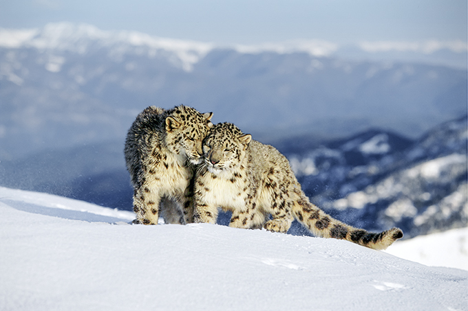 SnowLeopardNet's tweet photo. Who will win the #SnowLeopard Award 2026? 🐆🏆

Our partners at @NABU_de are seeking the next conservation hero. **Apply yourself or nominate** someone to win €5,000 for a joint project! 

Read about past winners &amp; apply: https://t.co/zSAlcH6XIF

⏳Due: 14 Sept

📸 NABU-KG https://t.co/DX5LFdIHXG