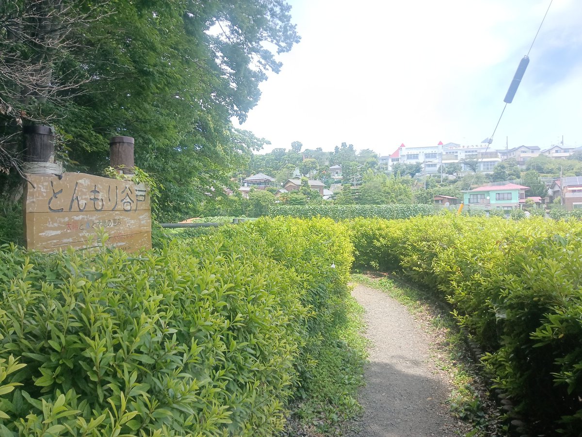 c_nyan's tweet photo. とんもり谷戸から入ってあじさい山まで生田緑地内を移動しました。暑い https://t.co/gCCPd04yUv