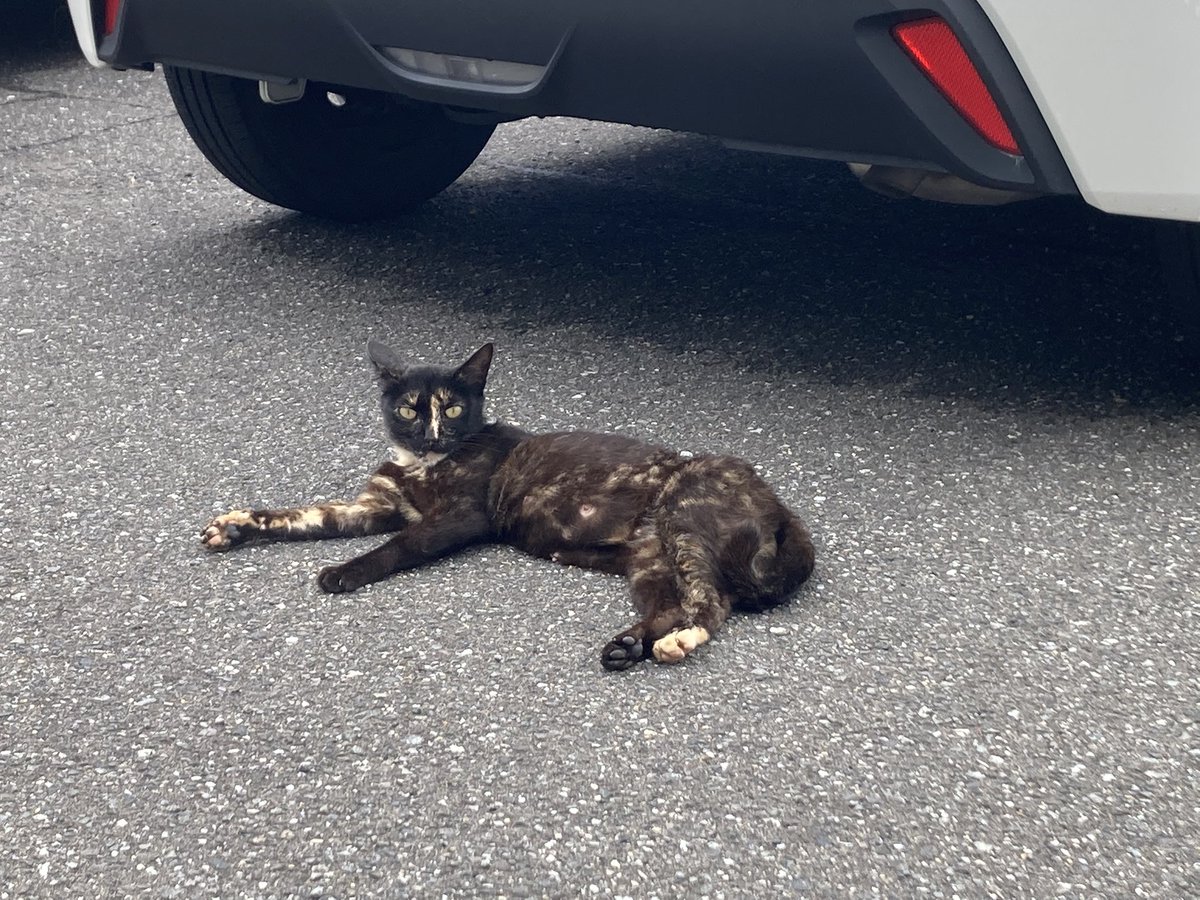 gojyuSTG's tweet photo. 暑さにあえぐTLに唐突な猫投下 https://t.co/gsZ8lp8p3C