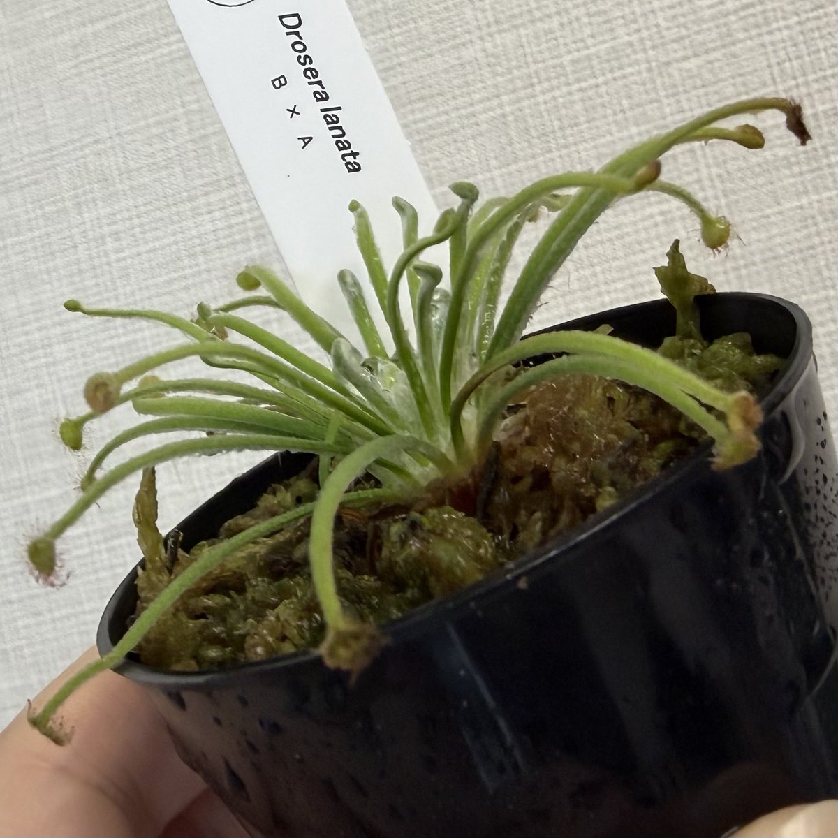 YOU96879733's tweet photo. Drosera lanata B × A
買った時より中心の白さや、先っぽの赤さがなくなって来てて悲しみ。現在の環境は27℃、75%、水苔。どうしたら調子上がりますかねえ😕 https://t.co/EsIJli4tte