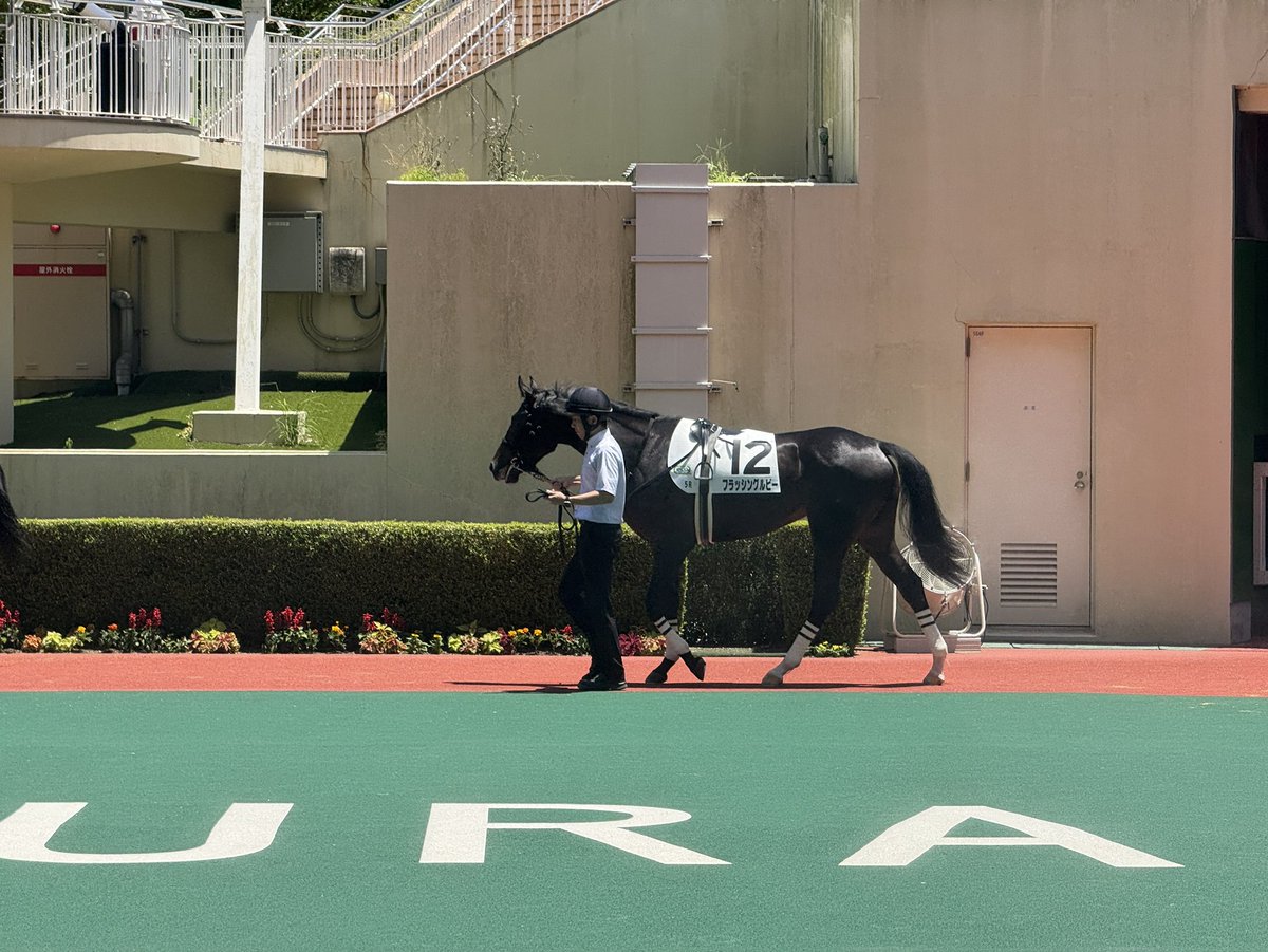 dmm_banusy's tweet photo. #フラッシングルビー

2歳新馬のパドックの様子です

#バヌーシー https://t.co/FPsZrTqRaP