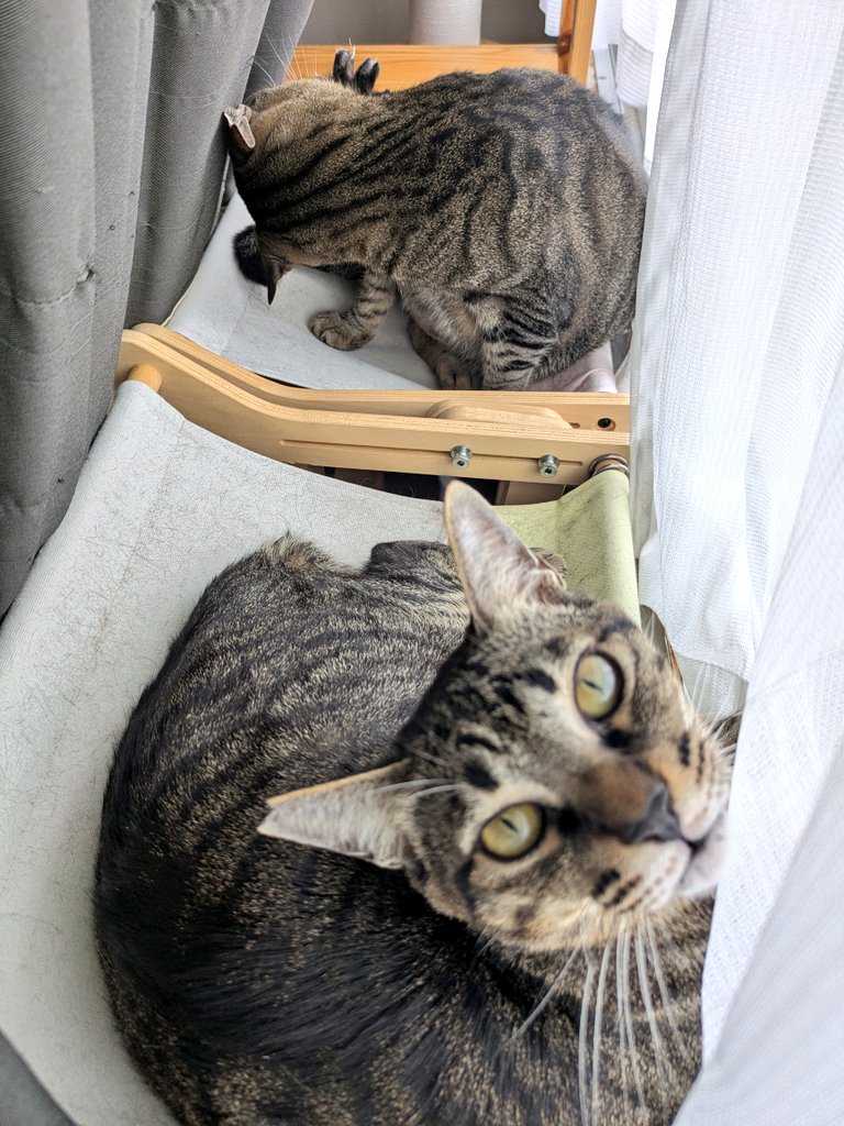 8pTiu's tweet photo. 今日は
窓際ハンモック😺🐱☺️✨ https://t.co/6EqXCiy40S