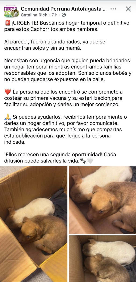 zig1758's tweet photo. 🆘🆘🆘🆘🆘🆘🆘🆘🆘🆘🆘🆘🆘🐕🐾🐾#Antofagasta https://t.co/YoZqo24ioI