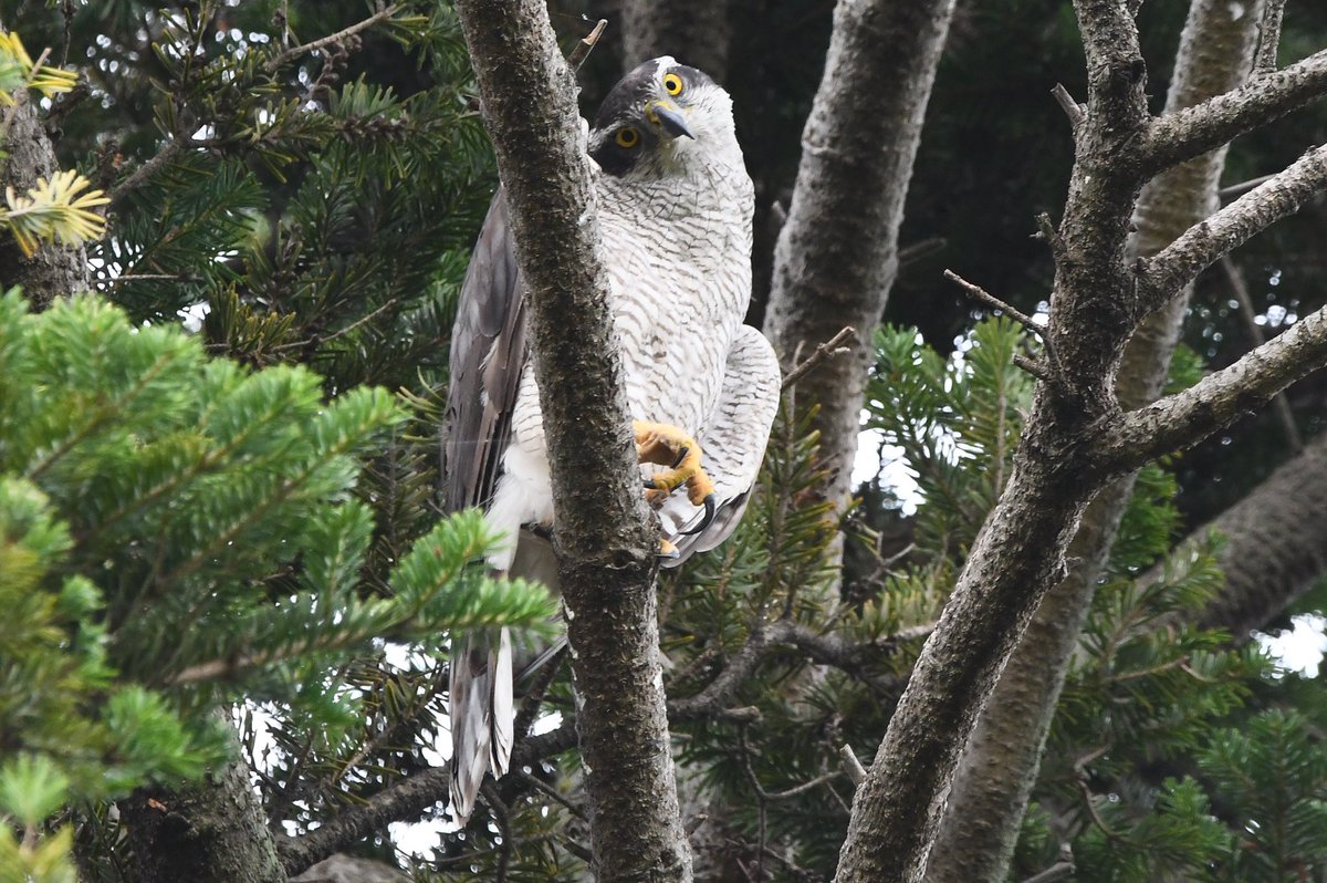 NTvamp's tweet photo. オオタカnow‼️
#goshawk #猛禽類 #野鳥 #オオタカ https://t.co/YPXI9m59VP