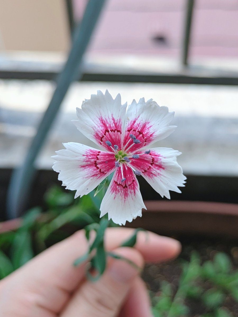koo_record's tweet photo. 2つ目の花が咲いた〜。
この前のと同じ茎から出てる花芽なのにシベの形が違う…なんで？ https://t.co/rRNl2ZOQDj