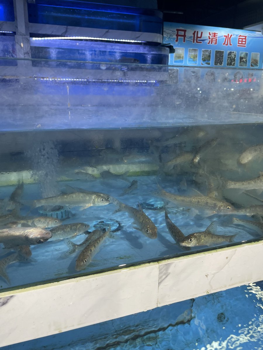 kuropon___'s tweet photo. 🇨🇳市場に活魚でカマツカ発見、即決で購入 https://t.co/fEIh1mksoj