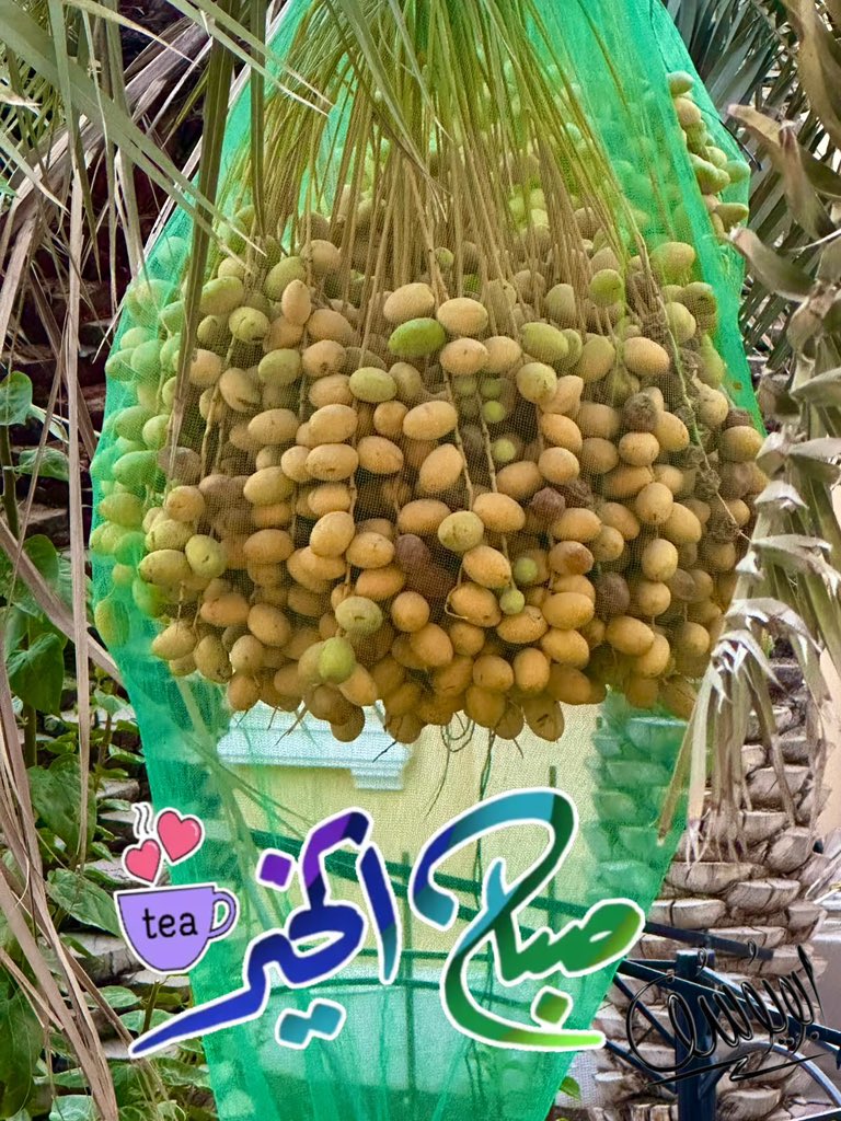 حـارث الفــدّٰاغ tweet media