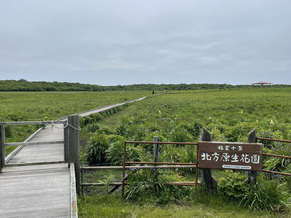 ADV_hiroB's tweet photo. 北方原生花園。
馬が木道を歩いてる。 https://t.co/pPeIN0KoUn