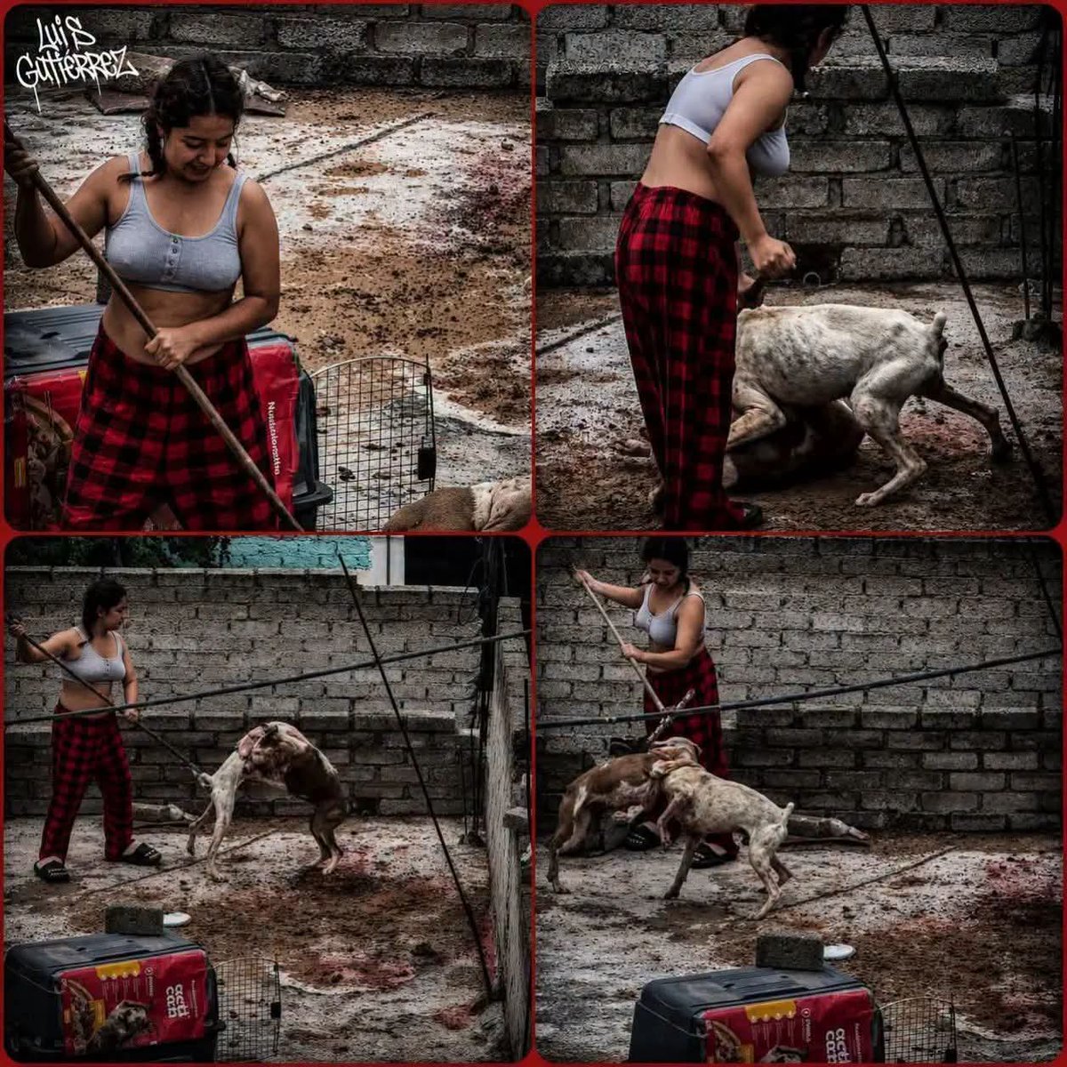 HtTrejo's tweet photo. <<🚨🔥 ¡LA PAOT SE LAVA LAS MANOS MIENTRAS ELLOS MUEREN! 🔥🚨

​¡Qué impotencia! 🤬 Otra vez la Procuraduría Ambiental y del Ordenamiento Territorial de la CDMX  demuestra su total indiferencia dejando folios en el olvido. ¿Su excusa de siempre? Que “si no hay adoptante, ellos no actúan”. ¡Es una injusticia total! 💔 No les importa que estos perritos sigan viviendo en el mismo infierno.

​📍 Calle Palmas Mnz.  Campestre Potrero, Iztapalapa.

​Miren las deplorables condiciones: entre desechos, sin comida, sin techo y ahora metieron a dos cachorros más a sufrir. 🐕💥 ¡Ya basta de autoridades de adorno!

​⚠️ ¡COMPARTAN HASTA QUE LES DÉ VERGÜENZA Y ACTÚEN! ⚠️

Link para comentarle 👇  
https://t.co/skYO1UJyYn

​#PAOTInjusta #MaltratoAnimal #Iztapalapa #JusticiaAnimal #NoAlMaltratoAnimal #DenunciaCiudadana #CDMX>>