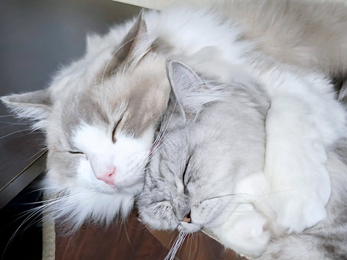 saramishura's tweet photo. 抱きしめ土アップ🐾 https://t.co/h61sfedPpl