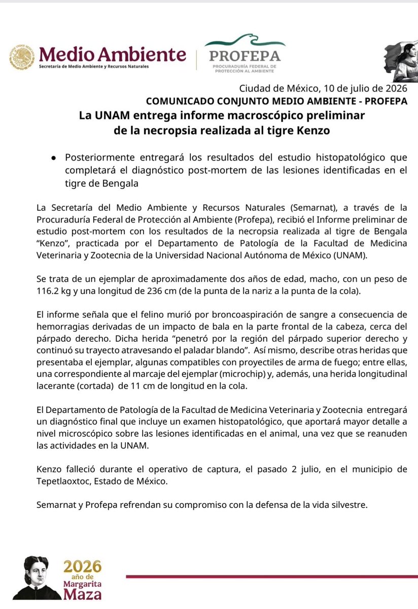 NieveAzul360's tweet photo. #TigreDeBengala Profepa da a conocer que el estudio de la UNAM "El informe señala que el felino murió por broncoaspiración de sangre a consecuencia de 
hemorragias derivadas de un impacto de bala en la parte frontal de la cabeza, cerca del 
párpado derecho..." https://t.co/zJlX9kqx2G