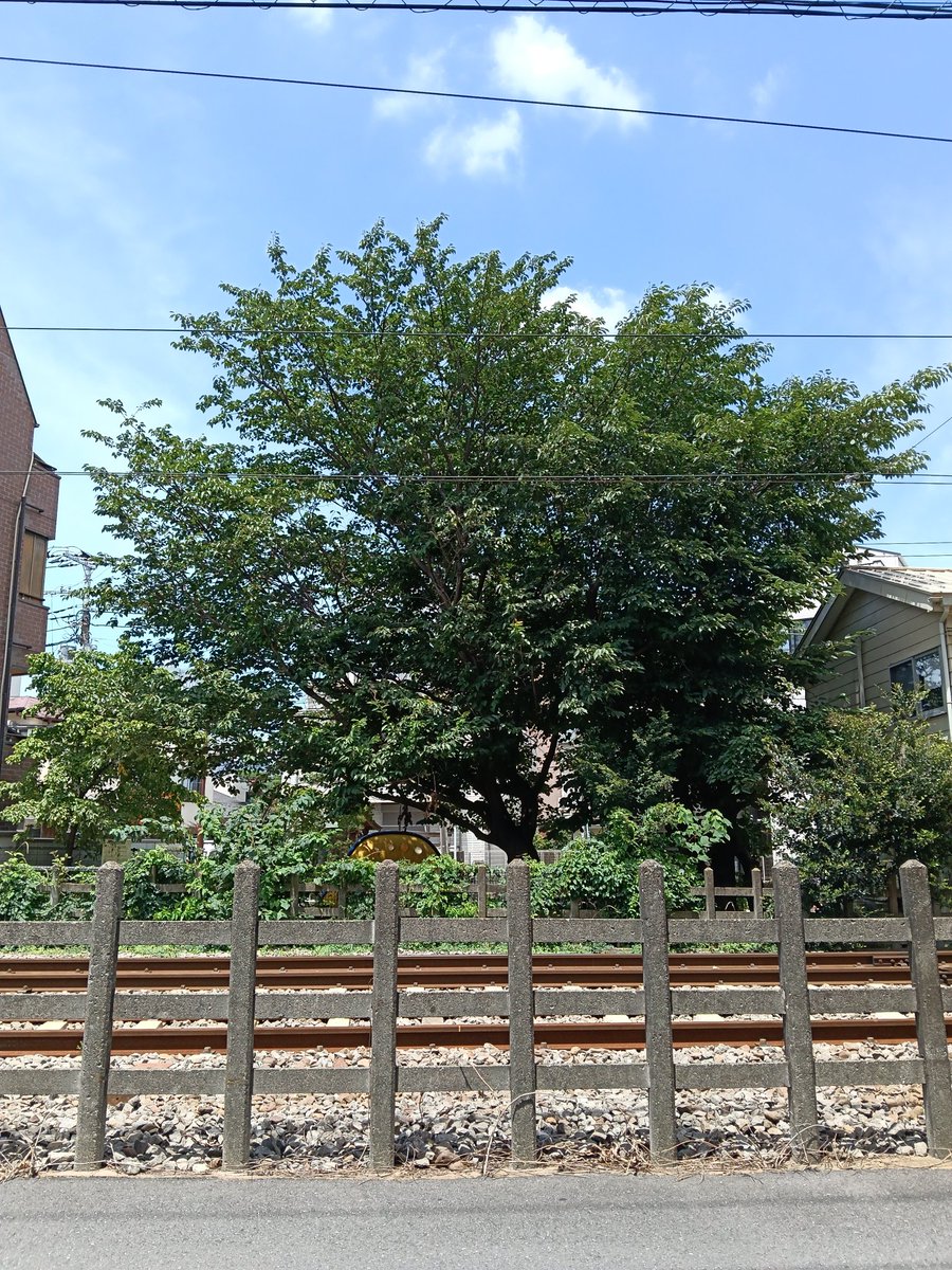 AIRBRAIN02's tweet photo. 日に日に、日差しが厳しくなって来た土曜日、こちら松陰神社前です。

本日も #AIRBRAIN OPEN！
店内涼しくして、お客様のお越しをお待ちしております(*´ω｀*)

#牛すじカレー
#キーマカレー
#タコライス
#ハンバーグランチ https://t.co/uaLk42wG7k