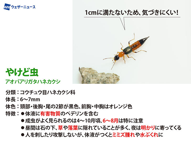wni_jp's tweet photo. ＜見たことある？やけど虫に注意＞
気温や湿度が高くなる夏は、虫に遭遇する機会が増える時季。アリに似たオレンジの「やけど虫」に遭遇しても、叩かずそっと払いましょう。
体液に触れると火傷のような水ぶくれになるため、触れたらすぐ流水で洗浄を。
https://t.co/S3cMVa5XdL https://t.co/J21RqvltJs