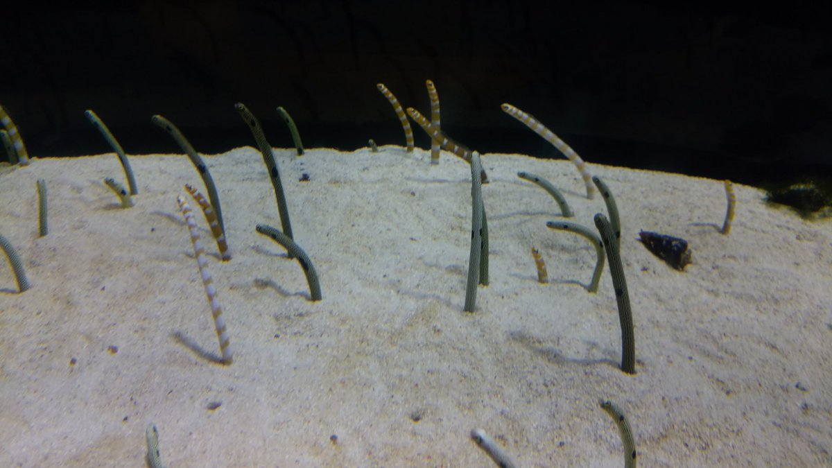 bellevoye_star's tweet photo. 本日は普通に水族館にお出掛け🐠 https://t.co/XMuJjjBjgI