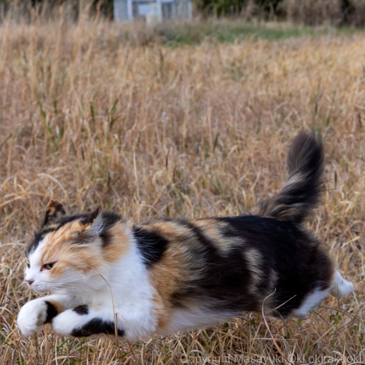 JoyfullCat tweet picture