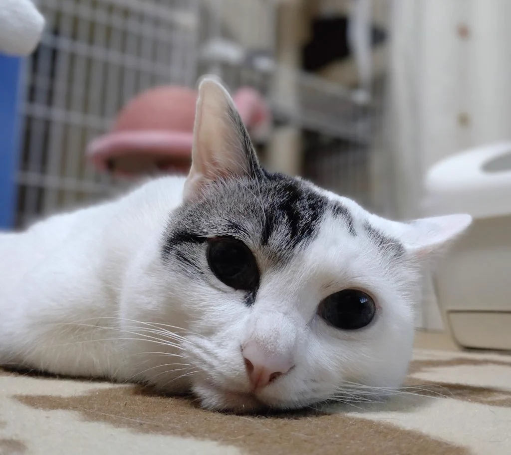 ももも。 on X: 