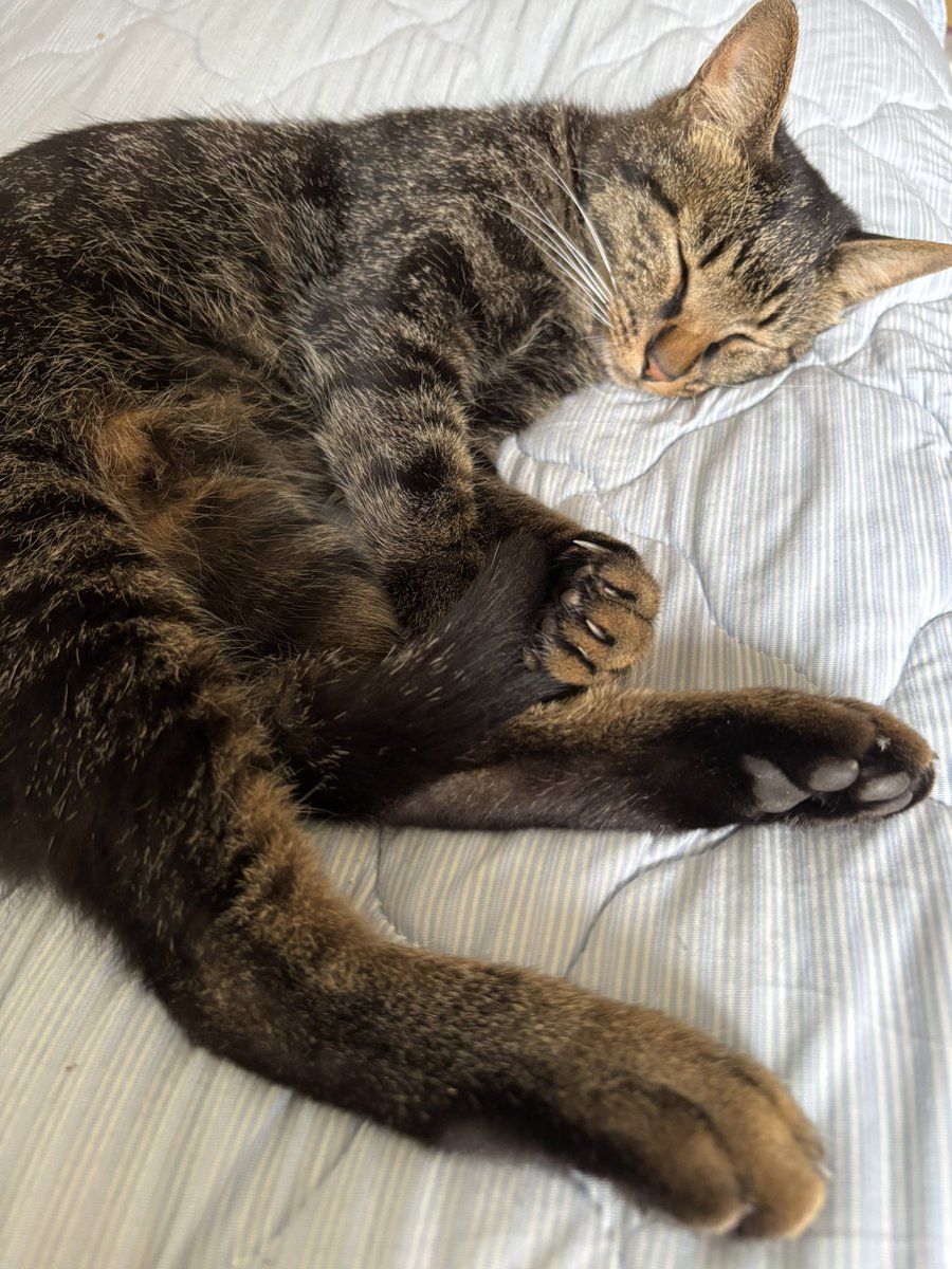 kahlua_DQX's tweet photo. 散々絡まれてお疲れ猫 https://t.co/pFIc3EGqm2