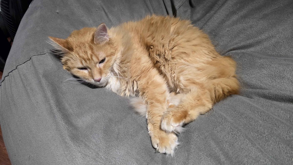 Taiga_Chama's tweet photo. Update: Mr. Oliver needs to go to the vet tomorrow (I will be waking up 7:30AM sharp to get him there first thing) but from the vets I called around, they were telling me he most likely will need blood work, x-rays, anesthesia, and an extraction. He's been drooling since my tweet so I'm honestly really scared so please pray for me tomorrow morning.

Thank you to everyone who's donated thus far to help me out, I didn't want to initially because I struggle asking for help, but I don't know what I'd do if I lost Mr. Oliver because I was just too broke to help him. 

If you want to help me out with the vet bills (please do not feel pressured to) I would immensely appreciate it. I'm taking extra work to make sure I can take care of him first and foremost cause I care more about my cats than I care about myself if I'm gonna be honest lol...

I'll be linking the Ko-fi below and I'll try to keep everyone updated 🙏 thank you so much again for supporting me and my furbabies.