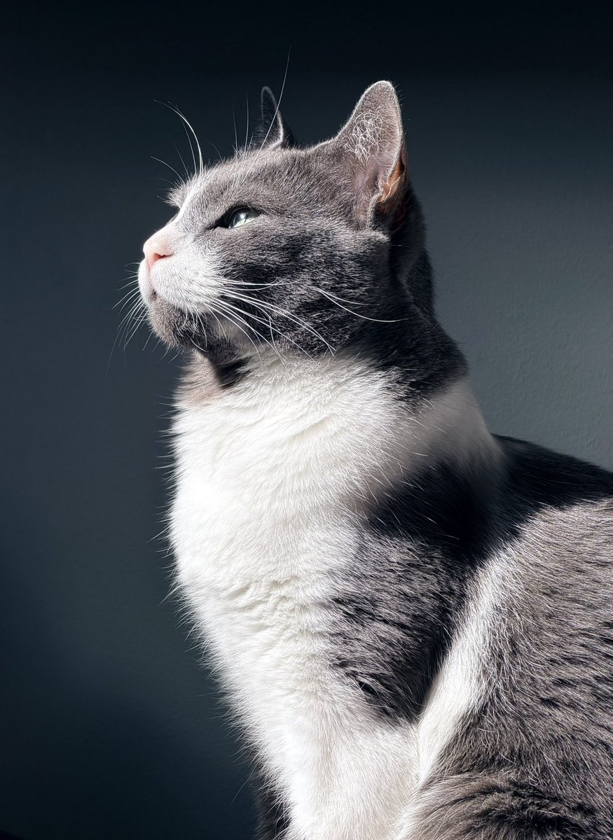soyjbc's tweet photo. Su Magestad Grey... https://t.co/azTvwRz6Cu