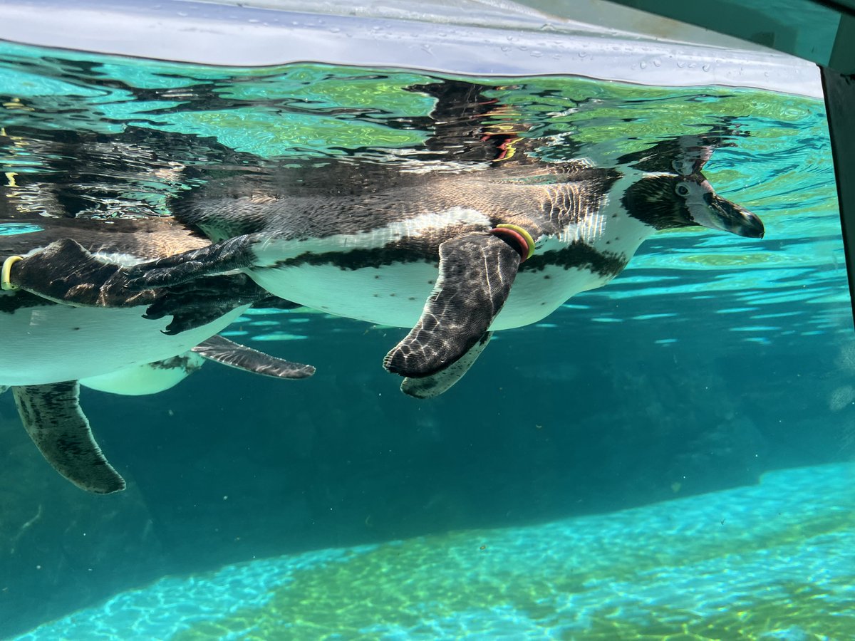 ghhbt7261's tweet photo. なんか今日は水族館に来た🐧 https://t.co/D2aBvQJlNb