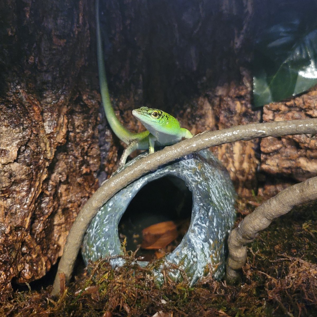 PotatoPottage's tweet photo. Just a couple of shots of Nyarlathotep in the bottom half of his enclosure, where he rarely treads. https://t.co/ruQFZz9sSV