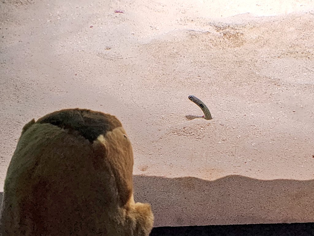maKochi0kill's tweet photo. 続いて宮島水族館へ…
カキの養殖展示はここならではかな😊
もちろん知らんけど🤣 https://t.co/yBbr8Wwzzx