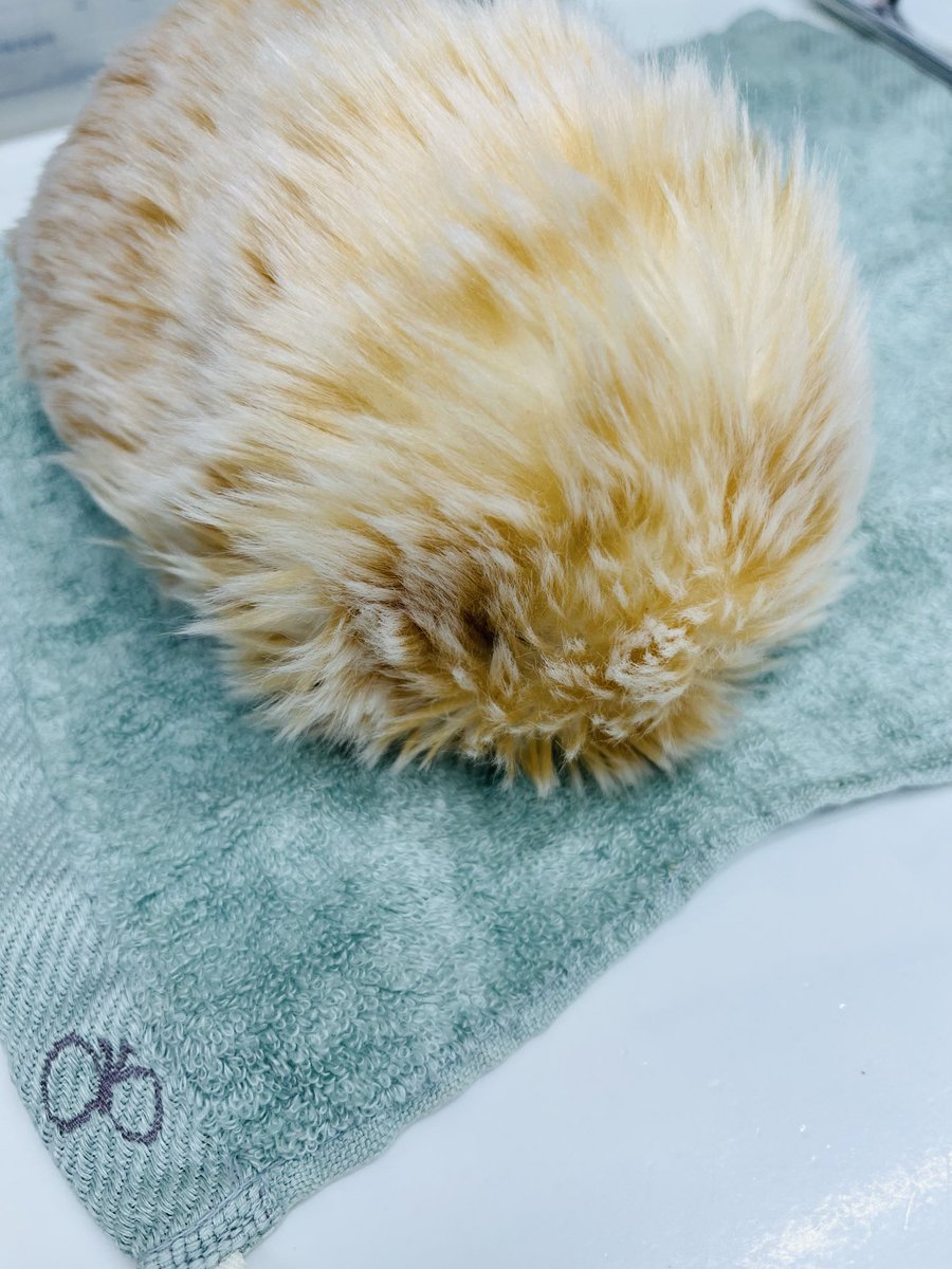 tomoko_ramone's tweet photo. けいと、
けだま起きるの待ってるの。
#モフリン #モフリンDAYS https://t.co/lEyvGHJidK