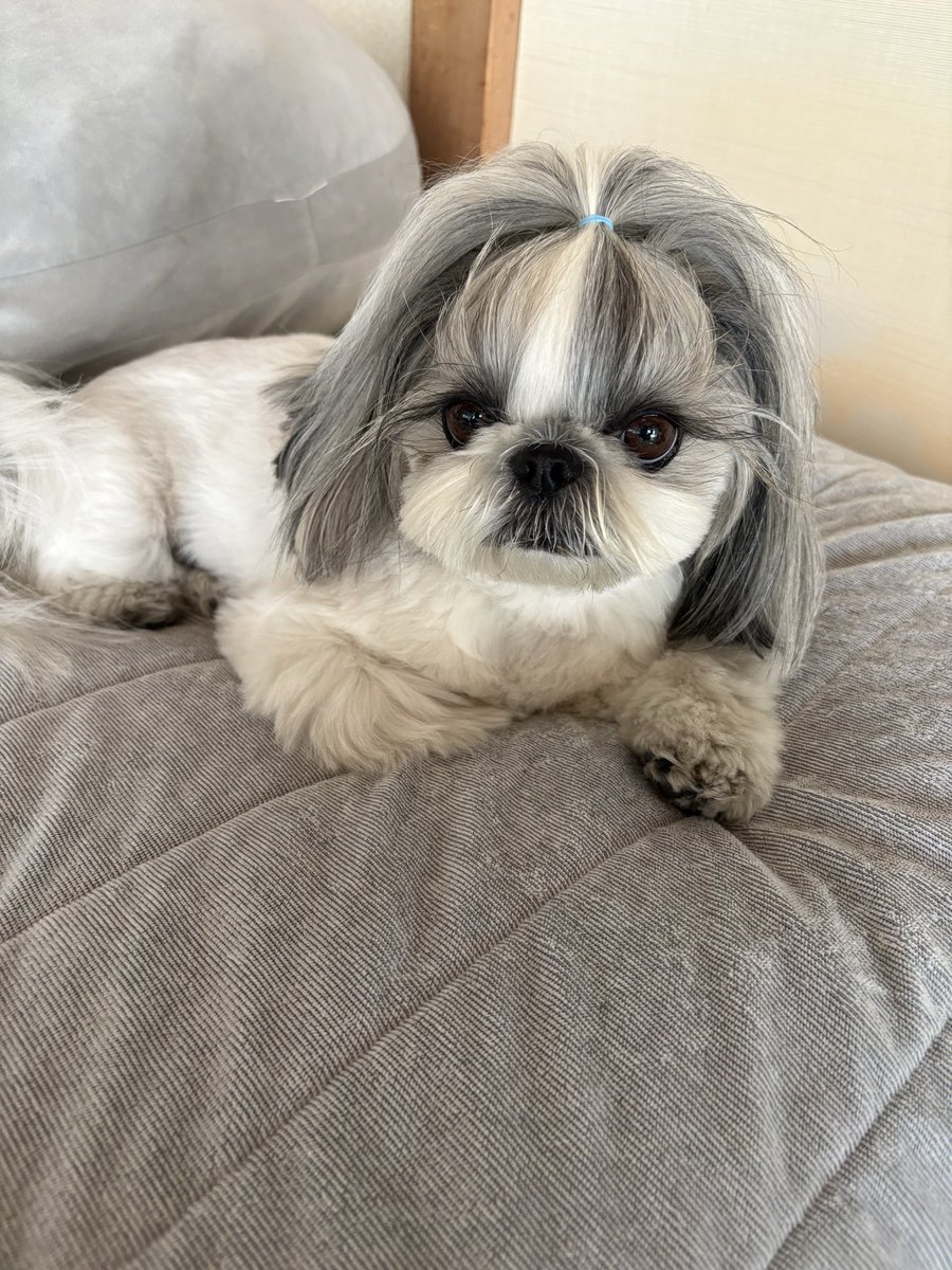Post by KNS🐶🐶🐶🐶🐶🐶🐶🐶🐶🐶🐶🐶🐶🐶🐶 on X: 可愛い❤